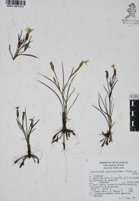 Sisyrinchium tenuifolium image